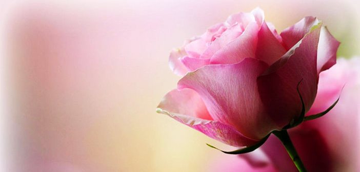 Efendimizin hanımı Hazreti Safiyye R.A.H